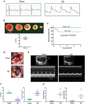 A Modified Surgical Ventricular Reconstruction in Post-infarction Mice Persistently Alleviates Heart Failure and Improves Cardiac Regeneration